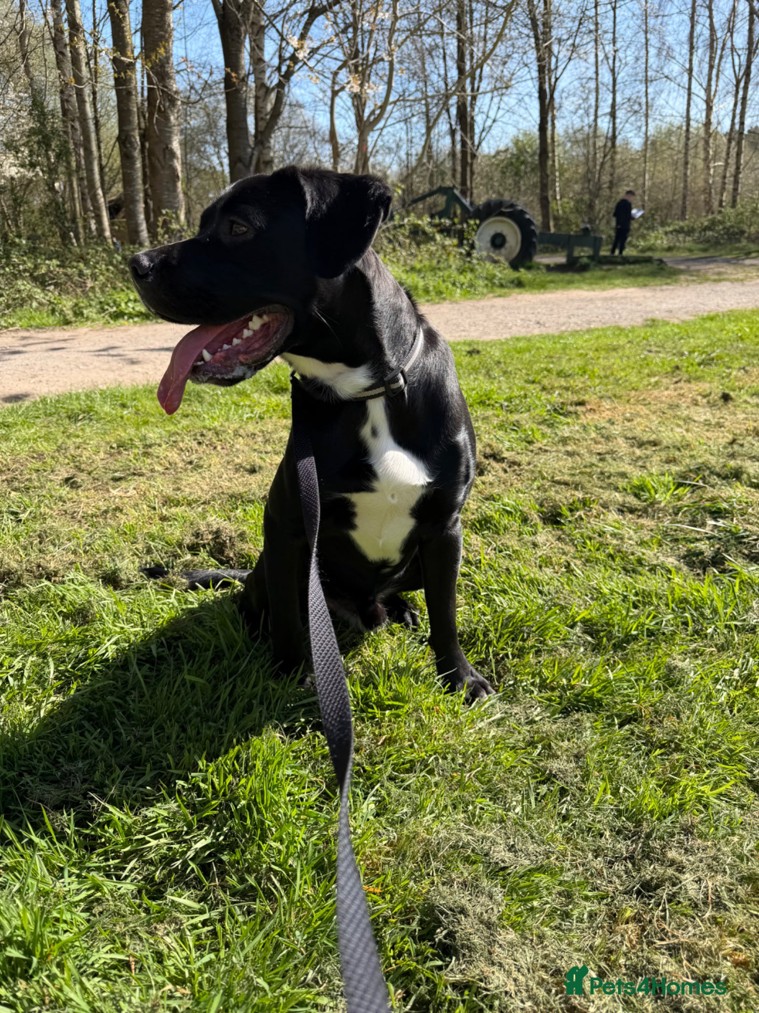 Mixed Breed dogs Axel cane corso-springerspaniel cross  - Advert 3
