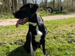 Mixed Breed dogs Axel cane corso-springerspaniel cross - Advert 3