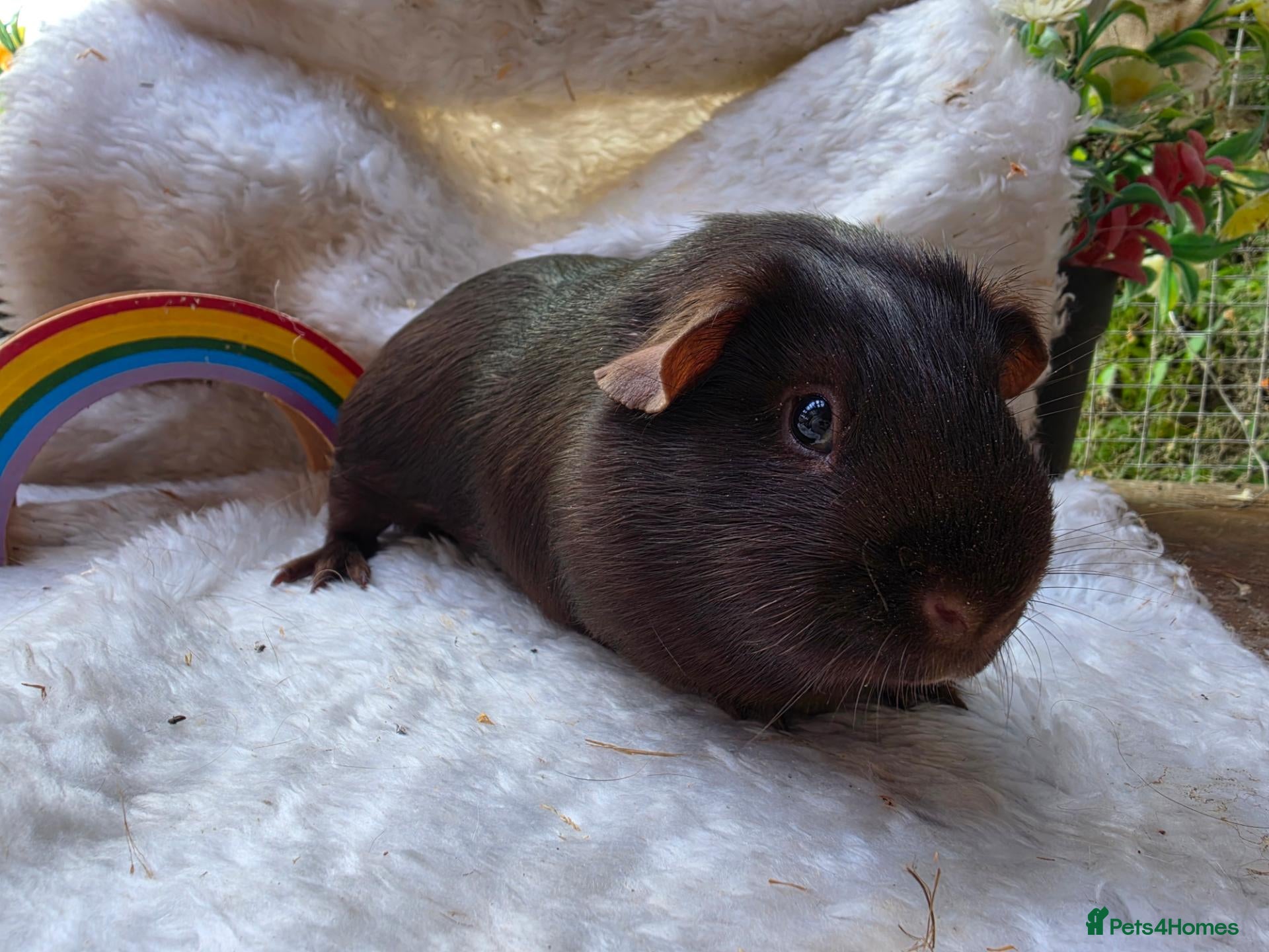 Guinea Pig rodents 2 brother pair £35 & a father and a son £20 each   - Advert 23