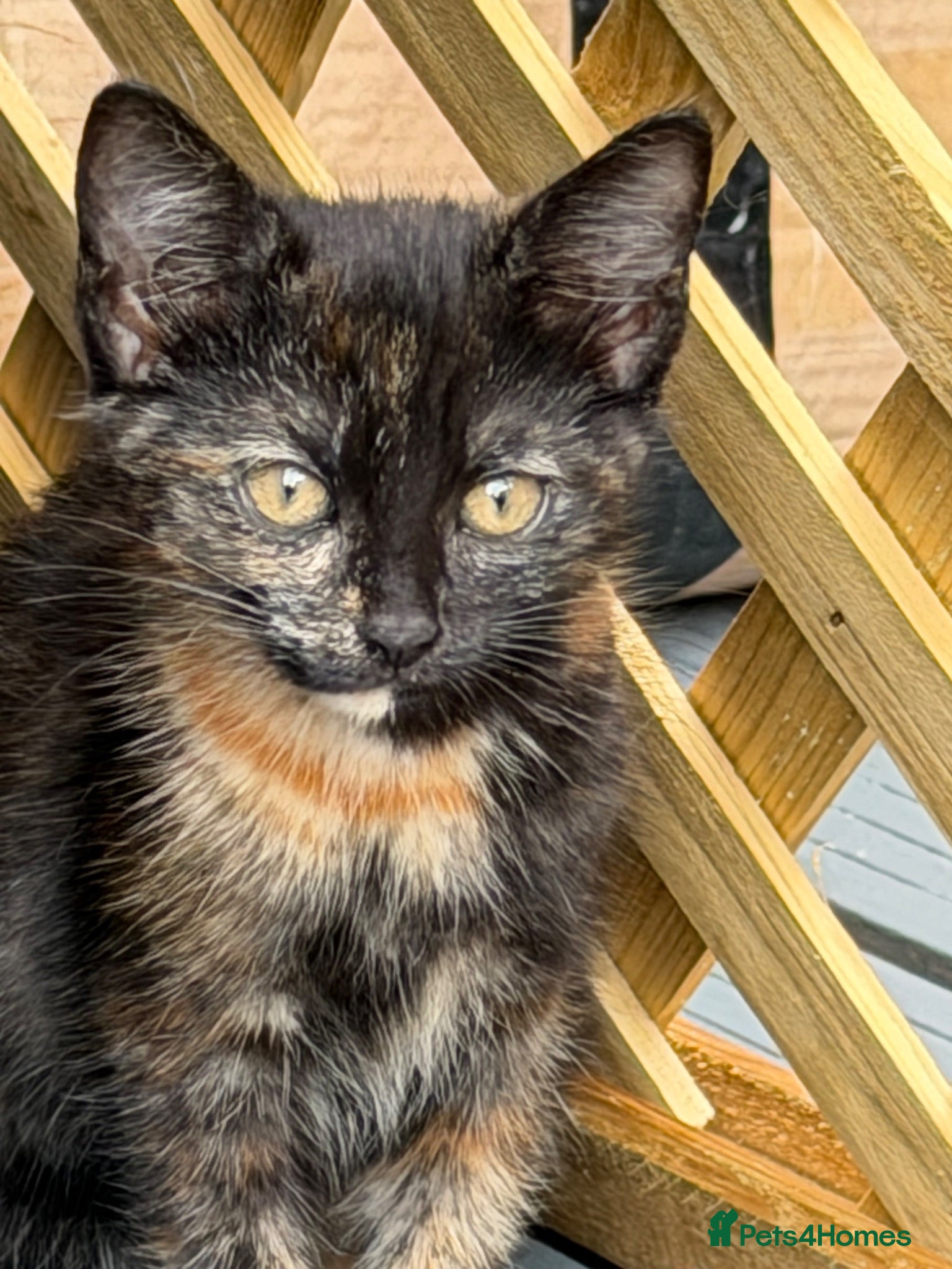 Mixed Breed cats Tortie Female Kittens - Advert 2