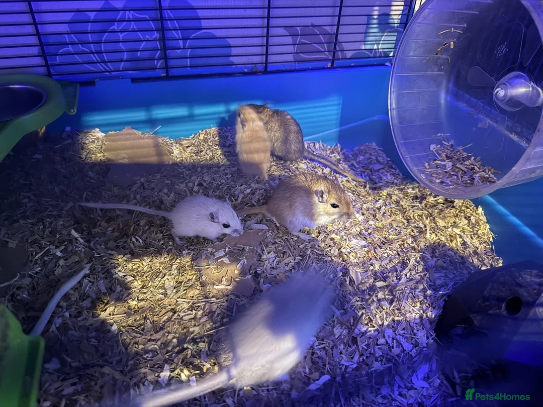 Gerbil rodents for sale: Gerbils Males and Females - Advert 1