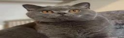 British Shorthair cats for sale: British shorthair kitten  - Advert 2