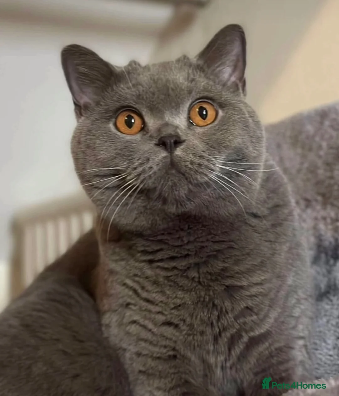 British Shorthair cats for sale: British shorthair kitten  - Advert 2