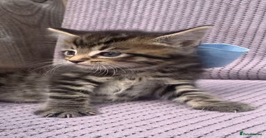 Maine Coon cats - Advert 7