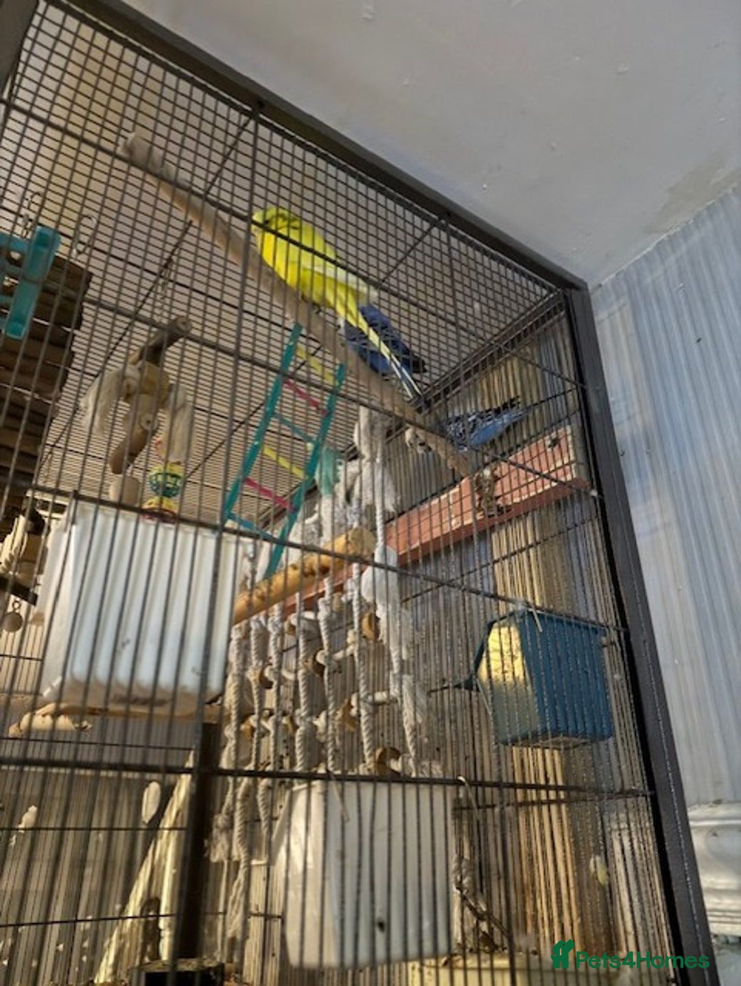 Budgerigars birds for sale: budgies  - Advert 1