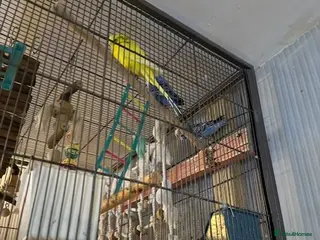 Budgerigars birds budgies - Advert 5