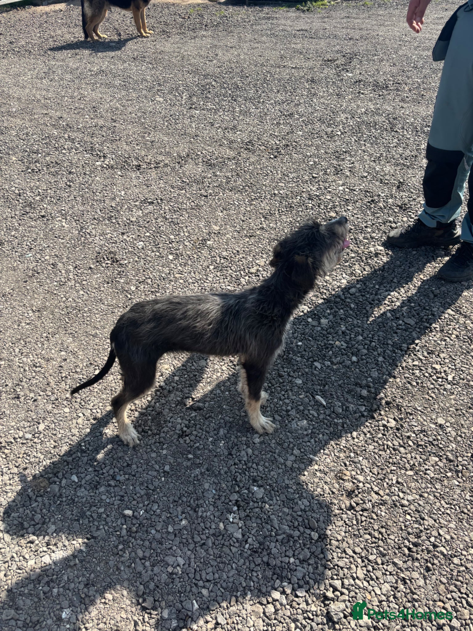 Mixed Breed dogs Bedlington whippet - Advert 12