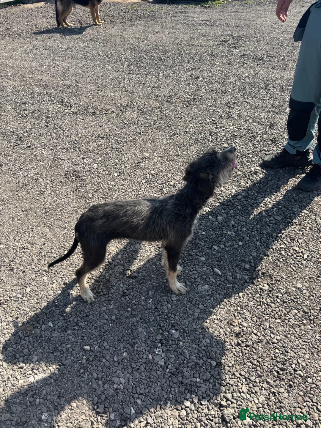 Mixed Breed dogs for sale: Bedlington whippet in Selby - Advert 1