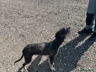 Mixed Breed dogs Bedlington whippet - Advert 12