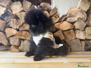 Pomeranian dogs 💥‼️🧸READY NOW BABY BOY BLACK BEAR‼️💥🧸 - Advert 4