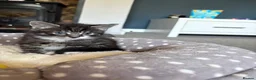 Mixed Breed cats for sale: 3 kittens for sale  - Advert 16
