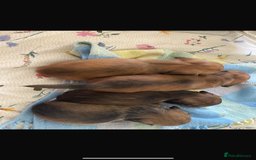 Miniature Dachshund dogs for sale: UPDATED PHOTOS - Long Haired Miniature Dachshunds  - Image 4
