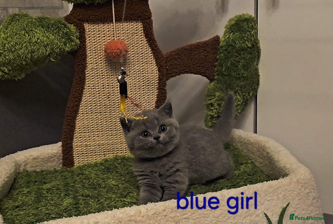 British Shorthair cats for sale: British Shorthair kitten's, GCCF pedigree - Advert 24