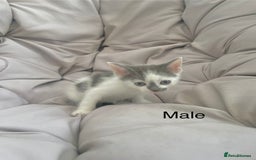 Turkish Van cats for sale: SUPER CUTE LITTLE RASCALS - Image 6