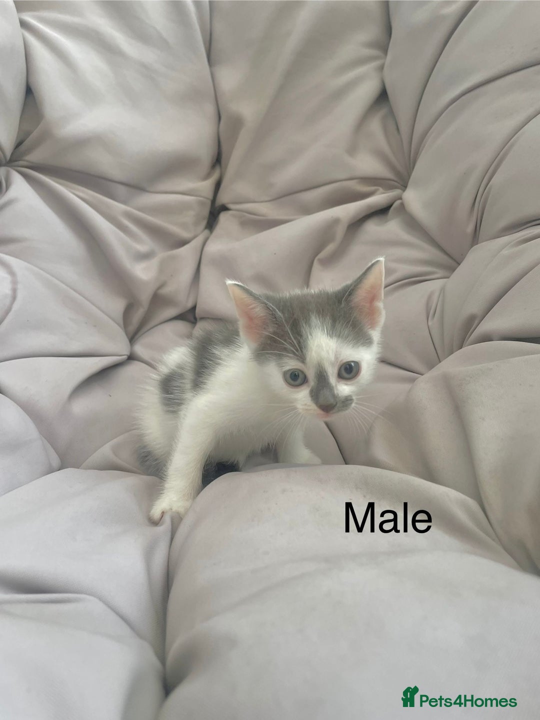 Turkish Van cats for sale: SUPER CUTE LITTLE RASCALS - Image 6