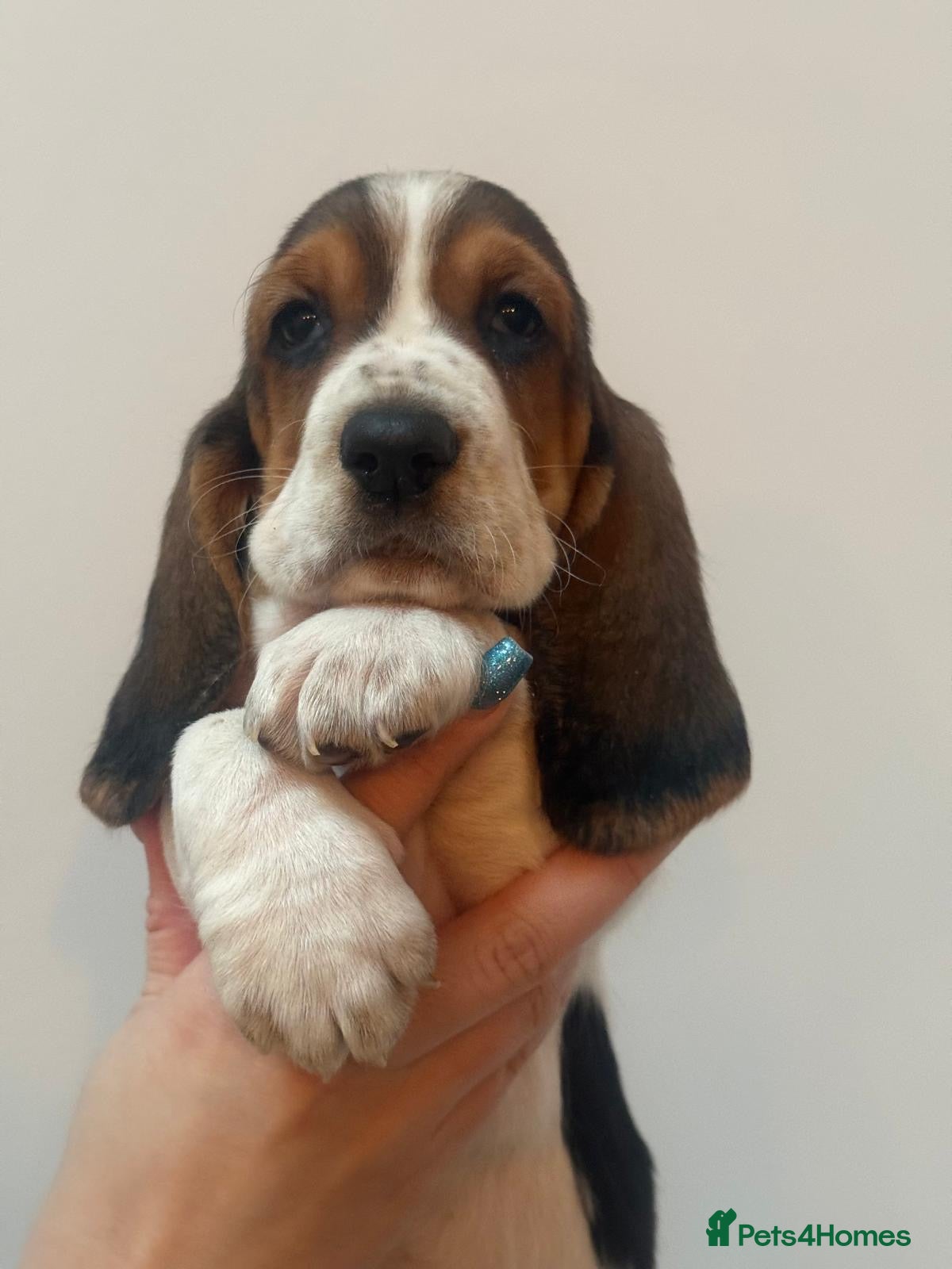 Basset Hound dogs Basset hound puppies!!! KC reg. - Advert 2