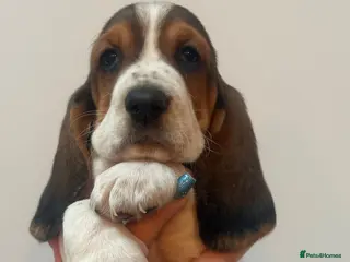 Basset Hound dogs Basset hound puppies!!! KC reg. - Advert 2