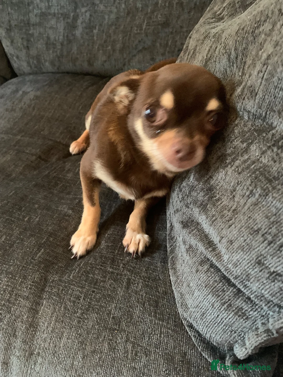 Chihuahua dogs for sale: Coco stunning chihuahua girl  - Advert 2