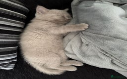 Scottish Fold cats for sale: Stunning chocolate female scottish fold - Image 7