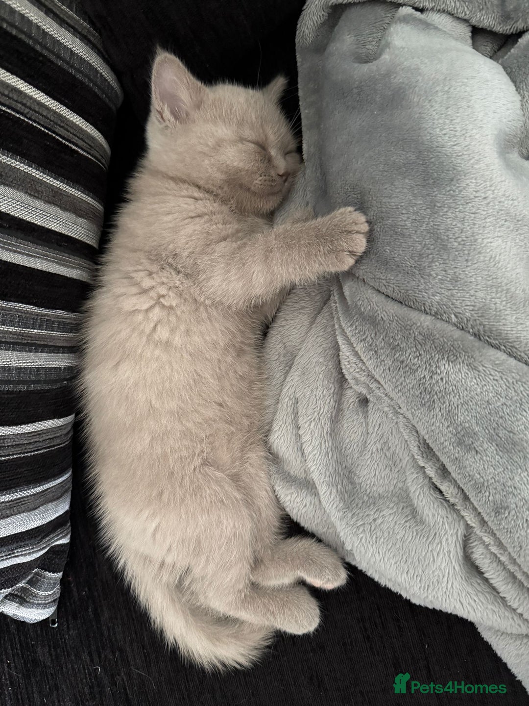 Scottish Fold cats for sale: Stunning chocolate female scottish fold - Image 7