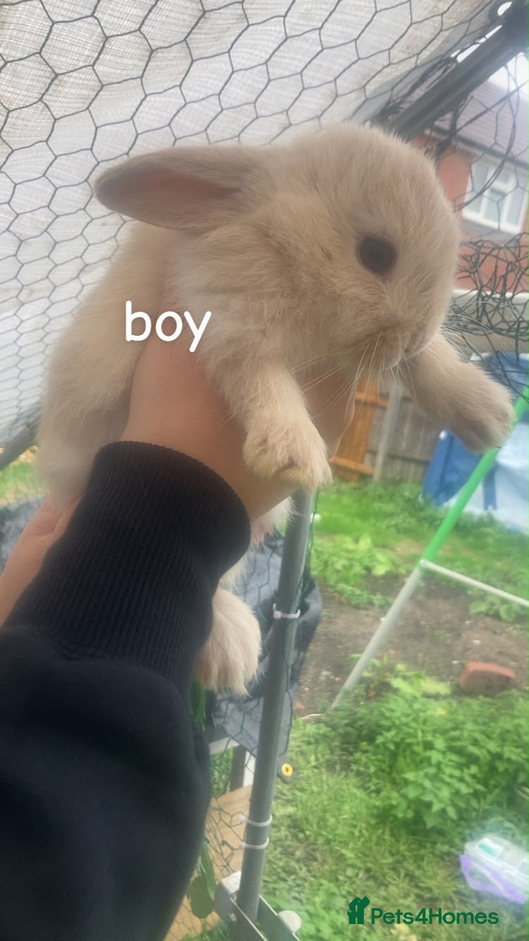 Mini Lop rabbits Mini lop  - Advert 1