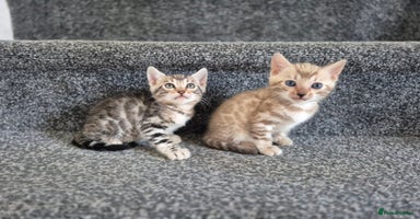 Bengal cats - Advert 5