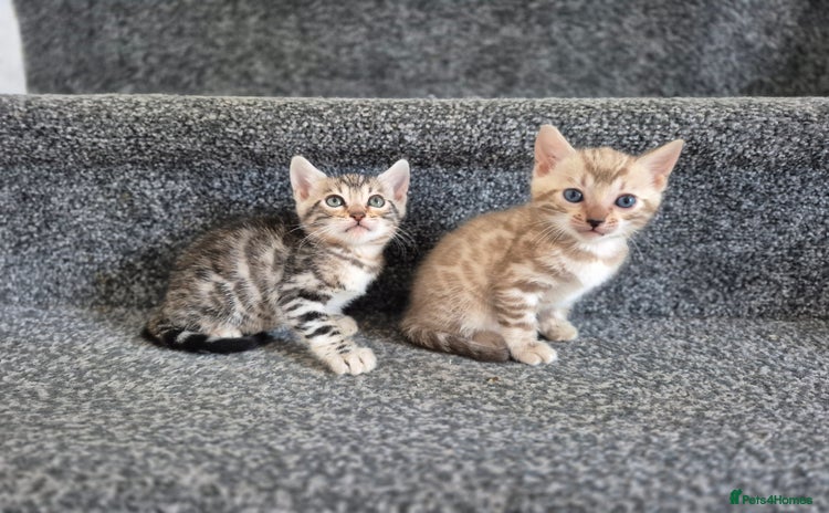 Bengal cats - Advert 9