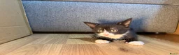 Korat cats for sale: Kittens Looking for Their Forever Homes - Advert 7