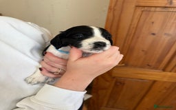 Cocker Spaniel dogs for sale: Cocker Spaniels  - Image 6