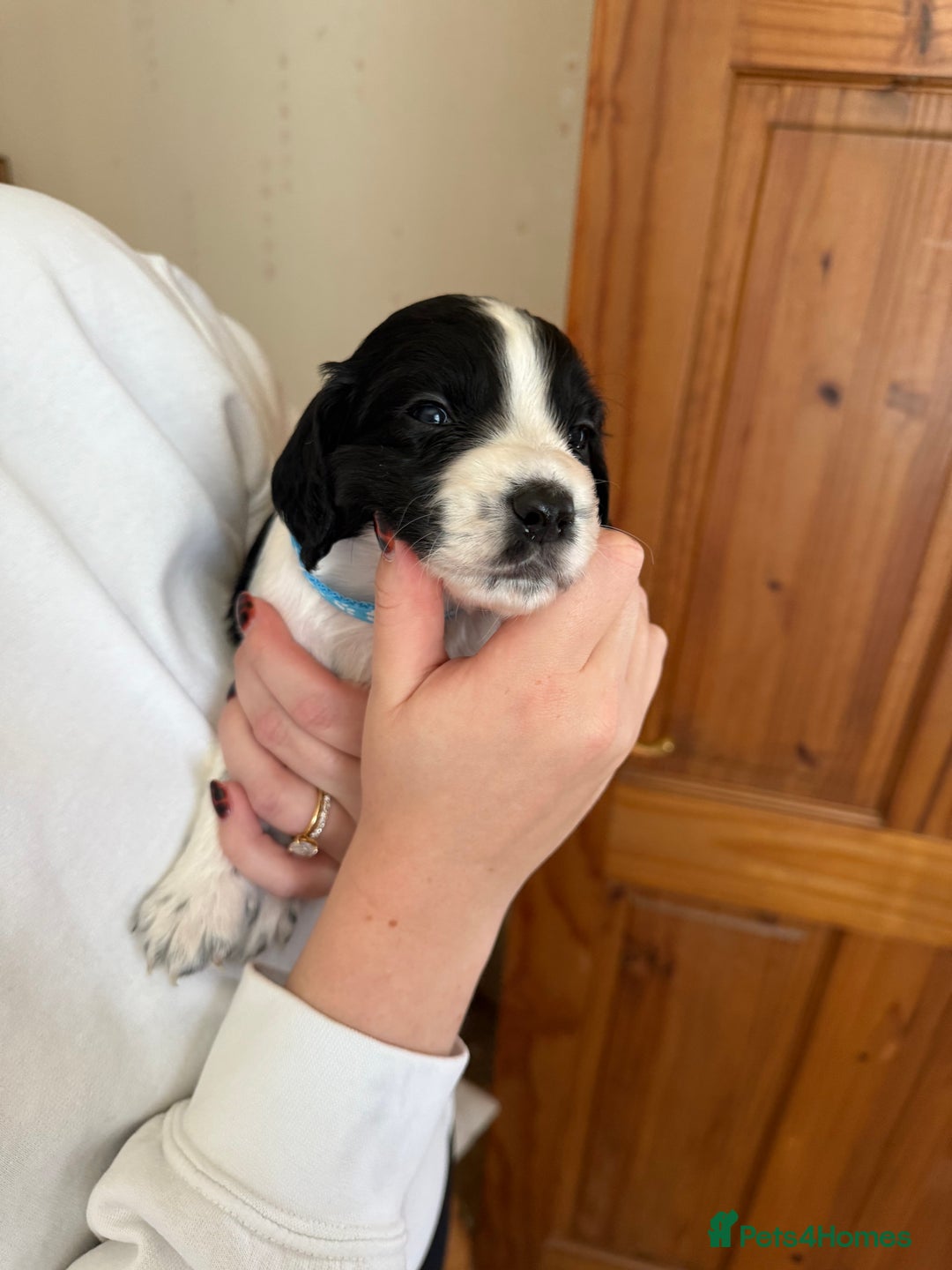 Cocker Spaniel dogs for sale: Cocker Spaniels  - Image 6