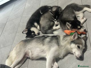 Pomsky dogs READY!!!!Pomsky F4 Husky Coat - Advert 6