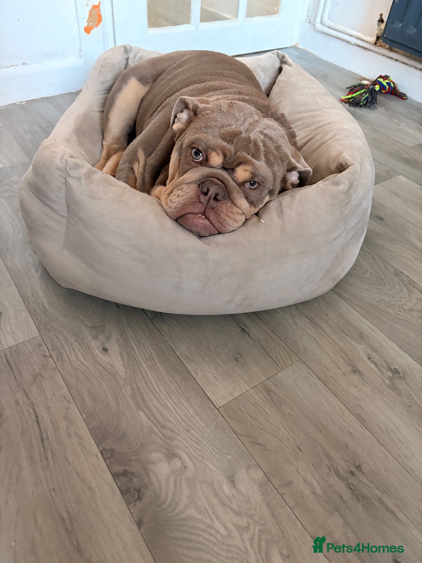 English Bulldog dogs 6 month male merle bulldog  - Advert 17