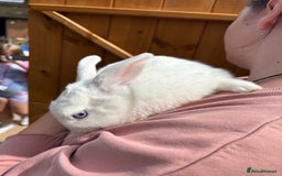 Dwarf Hotot rabbits for sale: Female and neutered male bonded couple - Image 2