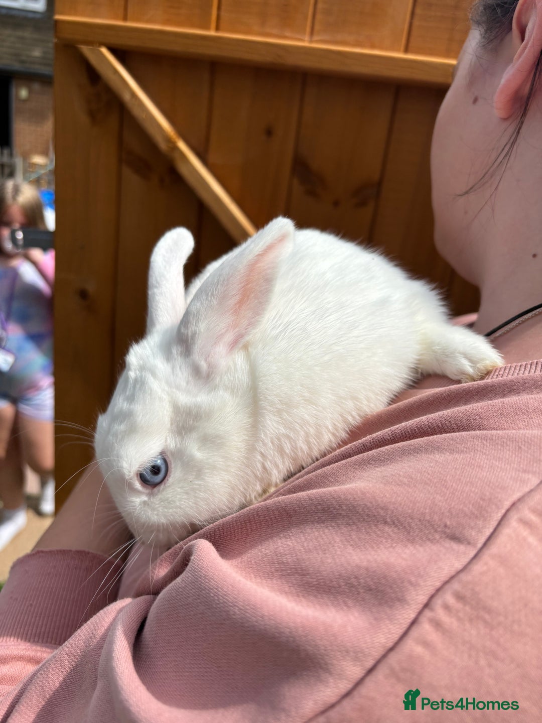 Dwarf Hotot rabbits for sale: Female and neutered male bonded couple - Image 2