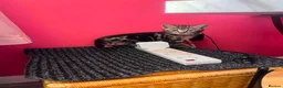 Mixed Breed cats for sale: 6 kittens for sale  - Advert 4