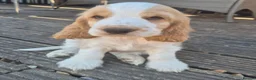 Cocker Spaniel dogs for sale: Outstanding Cocker Spaniel puppies READY NOW - Advert 21