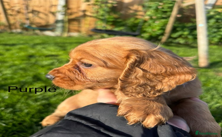 Cocker Spaniel dogs - Advert 10