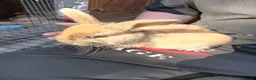 Mixed Breed rabbits for sale: Baby rabbits  - Advert 9