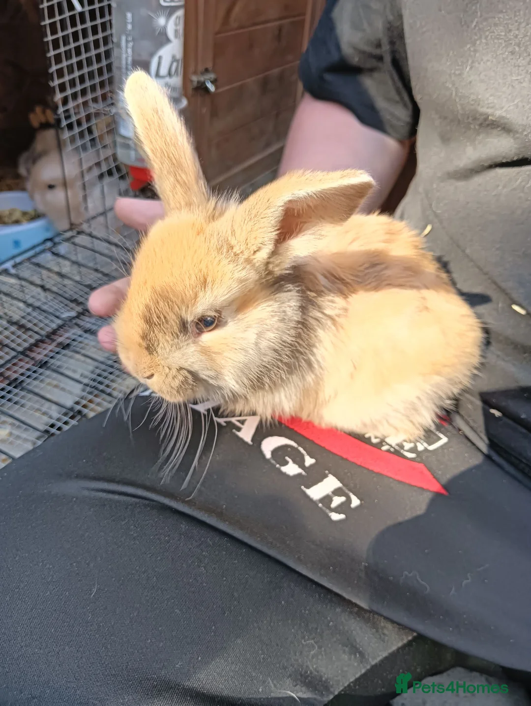 Mixed Breed rabbits for sale: Baby rabbits  - Advert 9