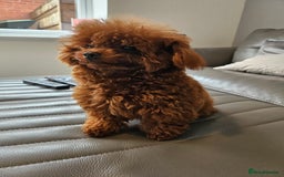 Toy Poodle dogs for sale: Female Asian Toy Poodle  - Image 5