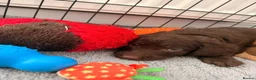 Labradoodle dogs for sale: Miniature labradoodle puppies  - Advert 3