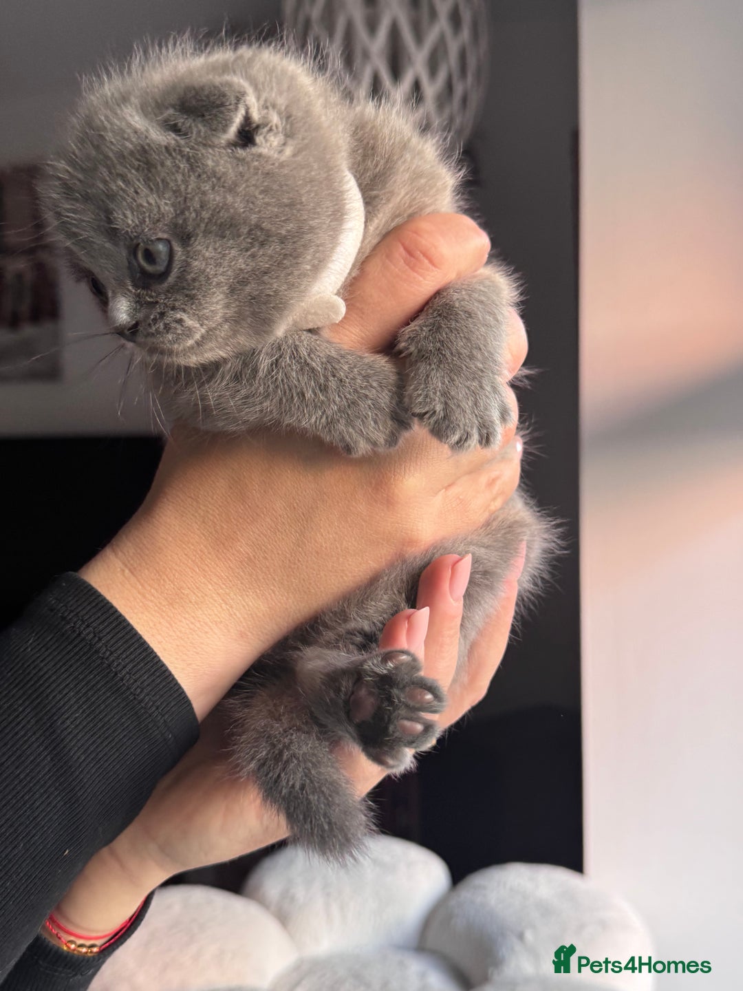 Scottish Fold cats for sale: Beautiful British Shorthair Scottish Fold Kittens - Advert 8