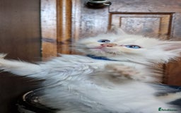 Ragdoll cats for sale: Ragdolls ready now - Image 8