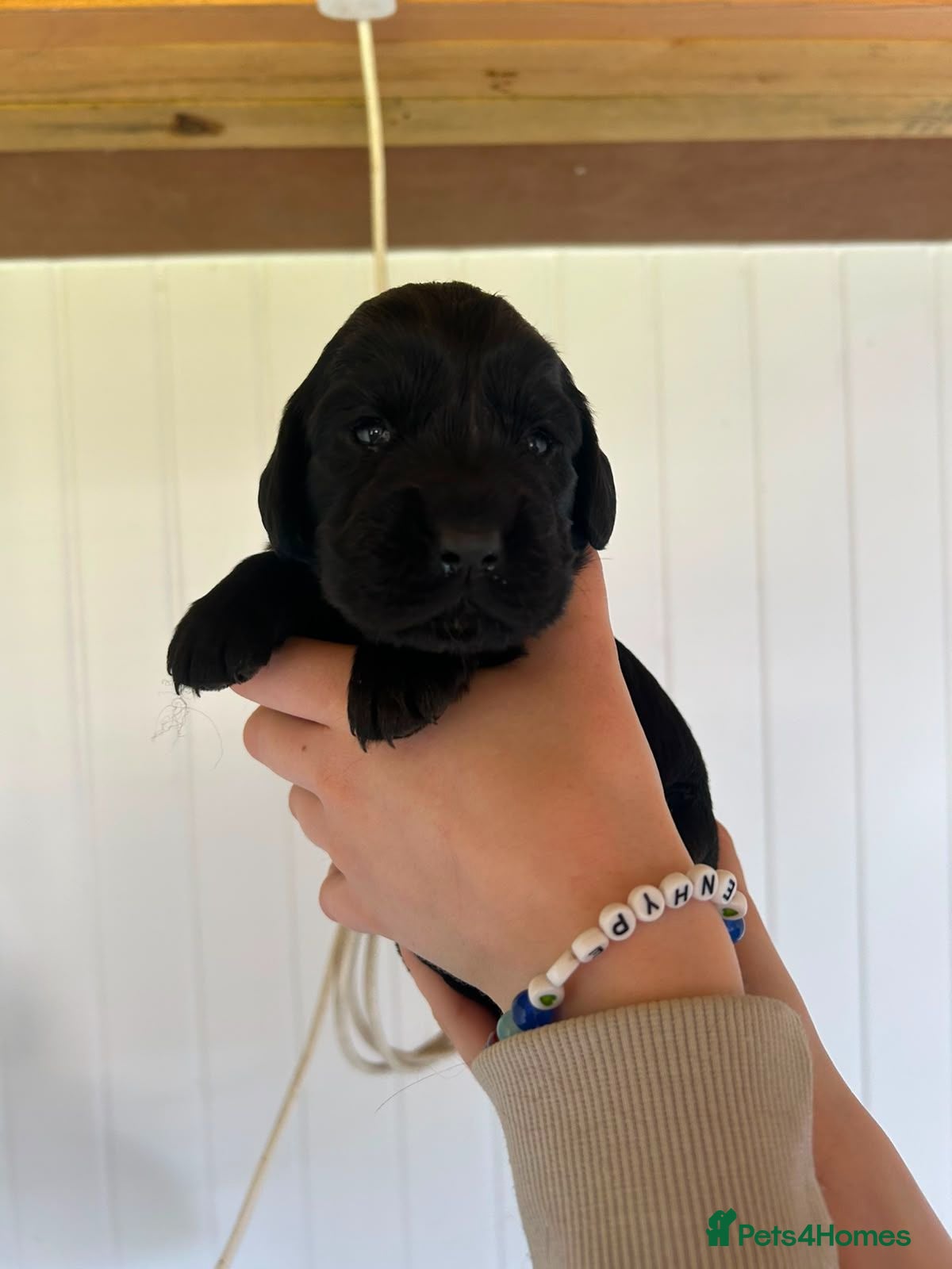 Cocker Spaniel dogs Gorgeous working cocker spaniel pups - Advert 2