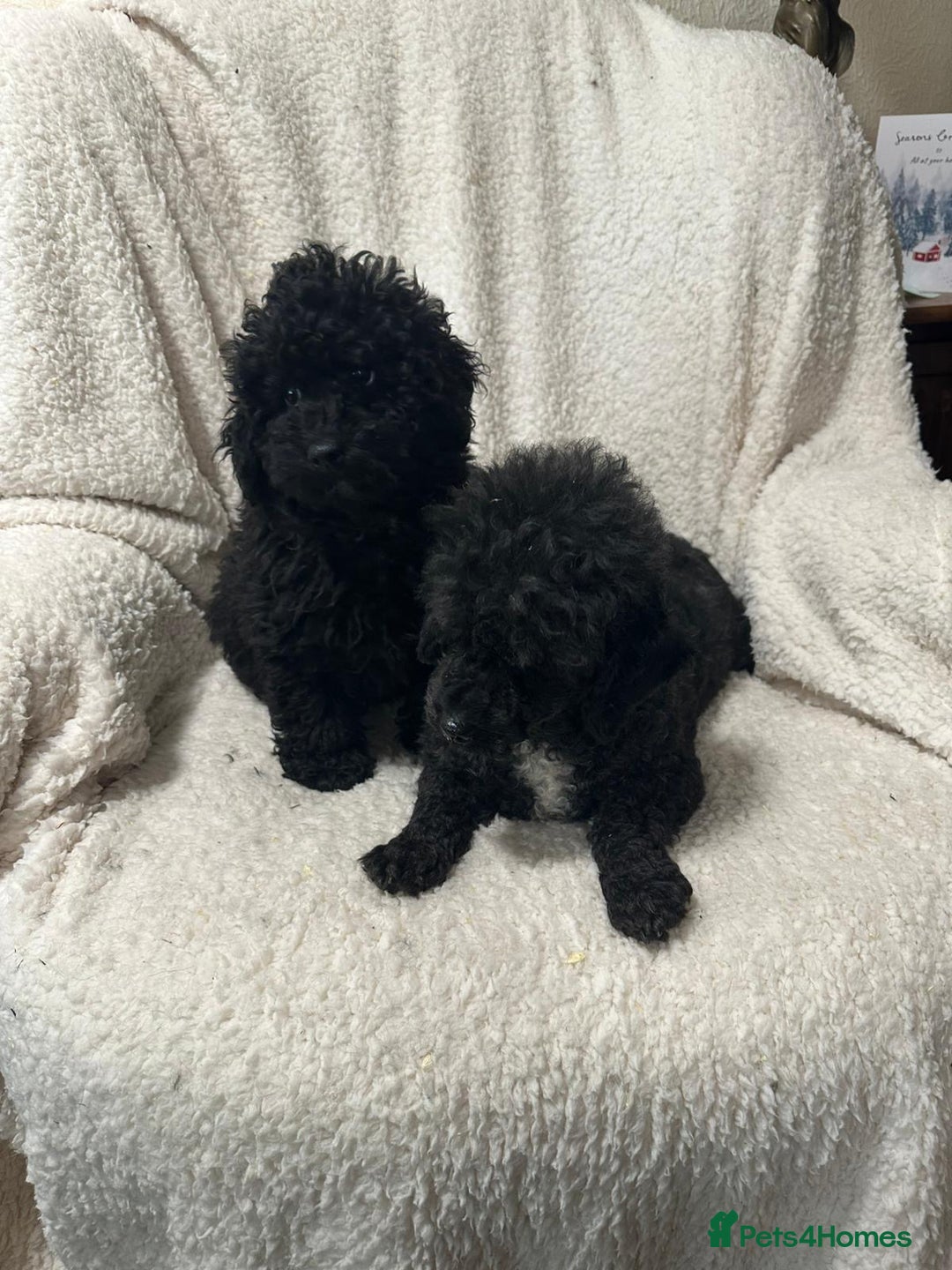 Toy Poodle dogs for sale: Black toy poodle puppies  - Advert 3
