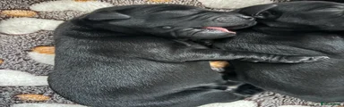 Labrador Retriever 2