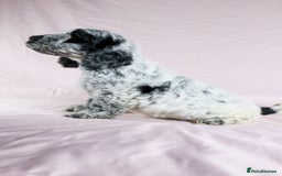 Cockapoo dogs for sale: Ready now beautiful litter F1B cockapoo puppies  in Leicester - Image 11