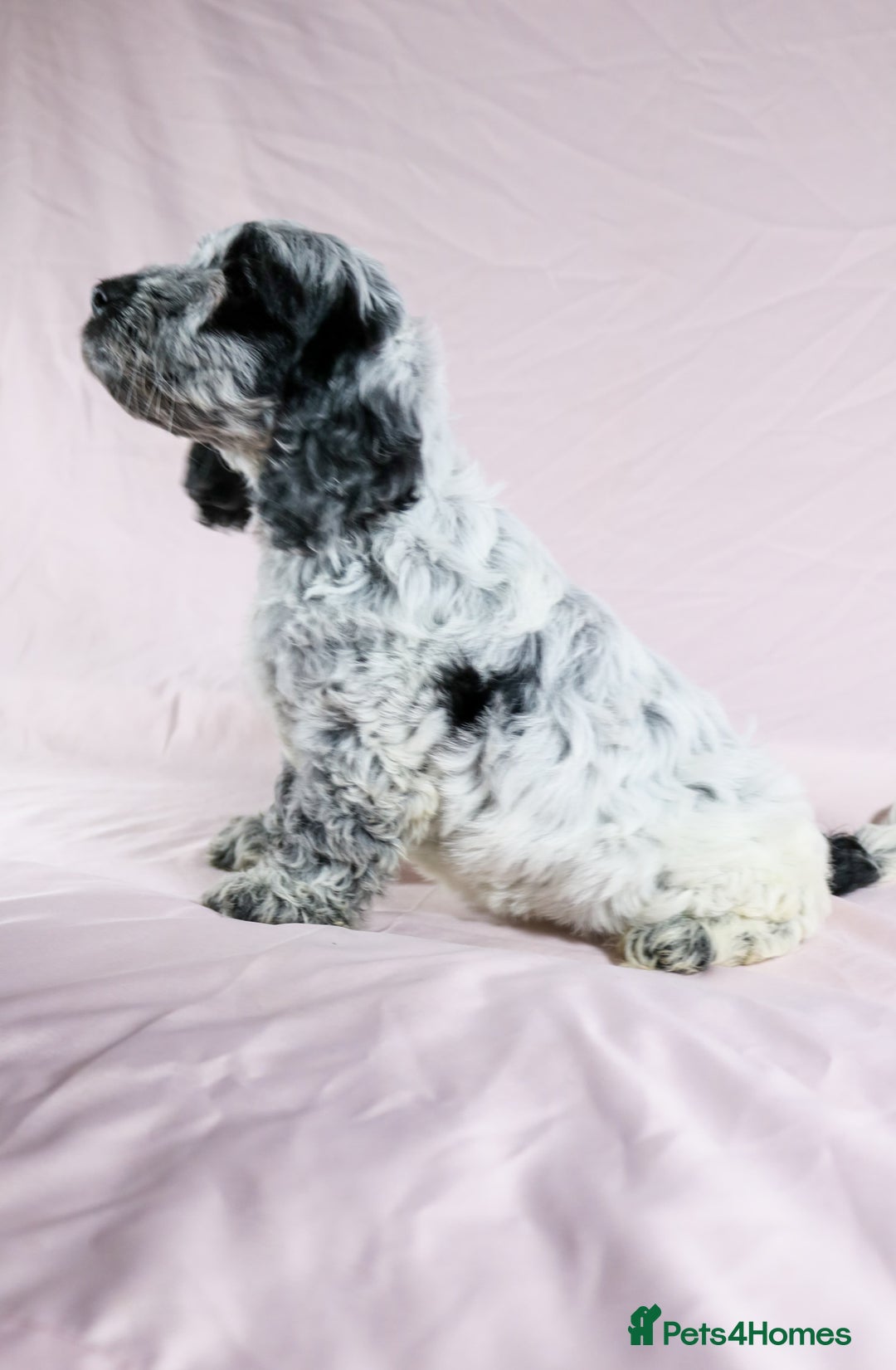 Cockapoo dogs for sale: Ready now beautiful litter F1B cockapoo puppies  in Leicester - Image 11