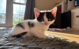 British Shorthair cats for sale: Female Kittens - Image 8