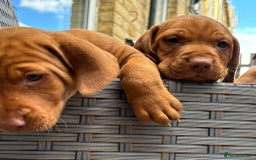 Hungarian Vizsla dogs for sale: Exceptional kc Hungarian viszla pups. Now ready  - Image 7
